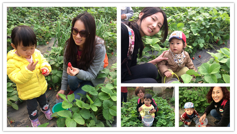 BBunion国际早教石家庄中心活动花絮:相约在春天,踏青采摘季 BBunion国际早教石家庄中心活动花絮:相约在春天,踏青采摘季